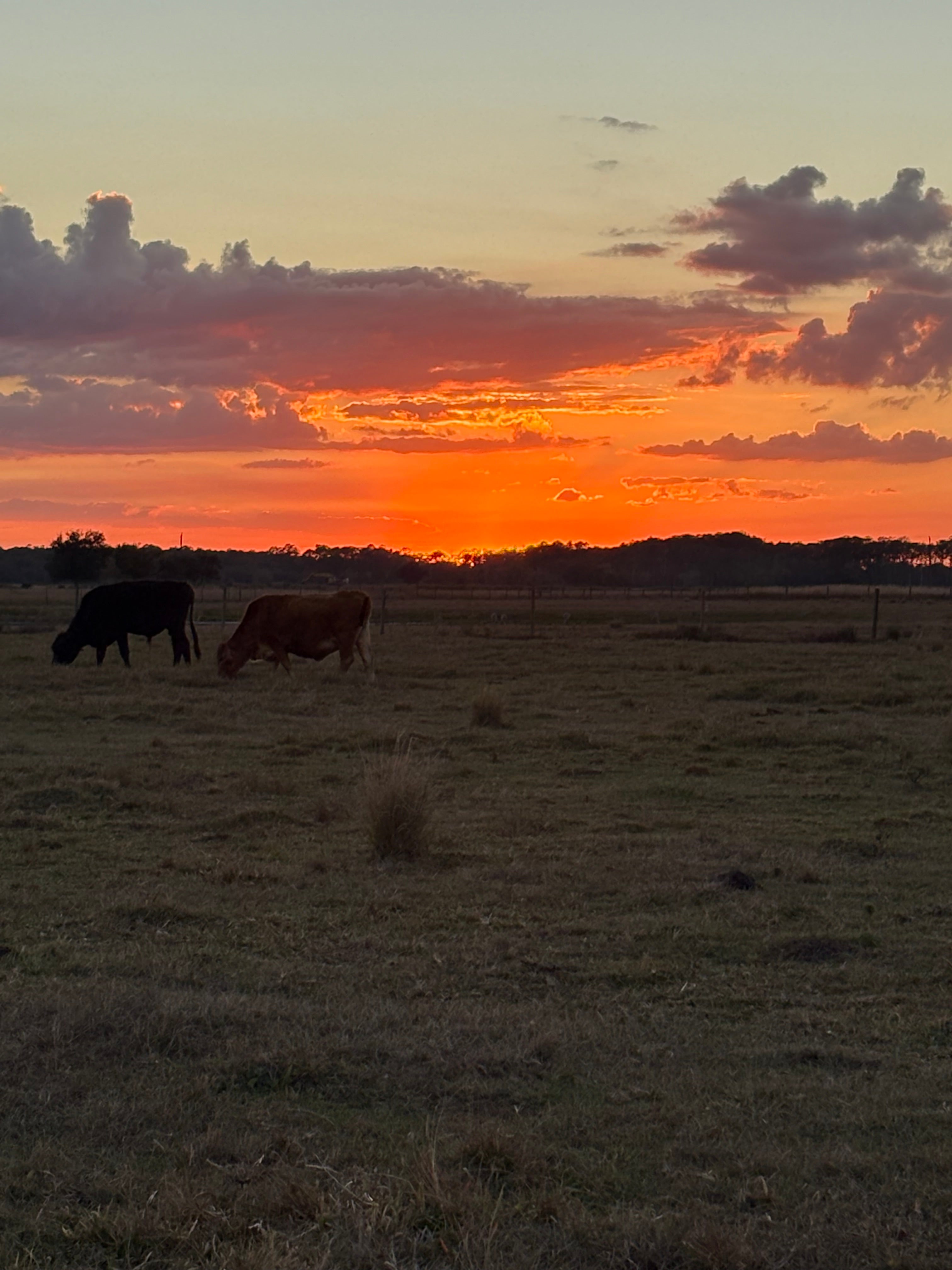 Florida Sunset